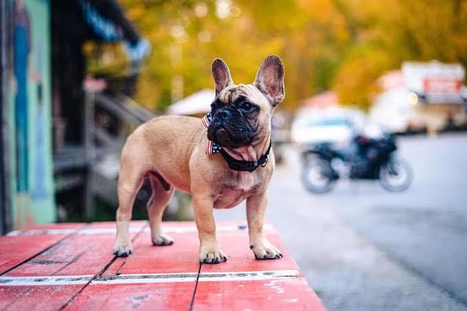 Amerikada Defalarca Belediye Başkanı Seçilen Köpek: Willbur Beast!