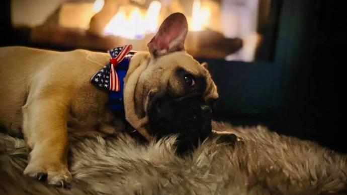 Amerikada Defalarca Belediye Başkanı Seçilen Köpek: Willbur Beast!