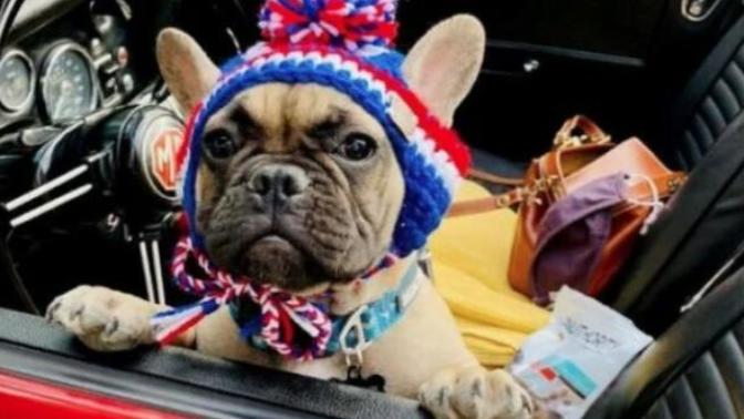 Amerika'da Defalarca Belediye Başkanı Seçilen Köpek: Willbur Beast!