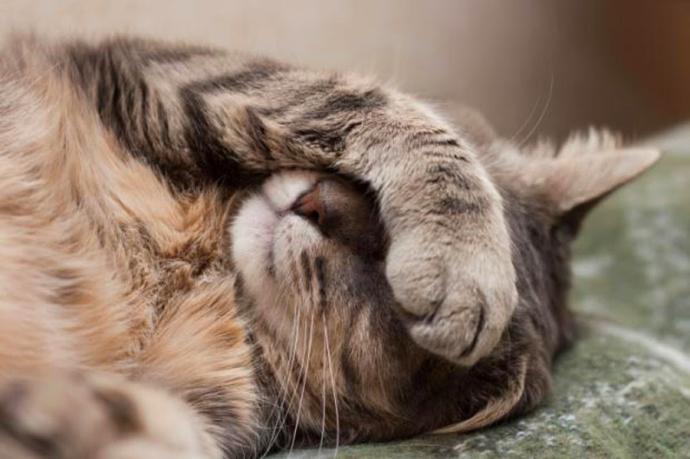 Kedi Sahiplerinin Bilmesi Gereken 5 Bilgi!