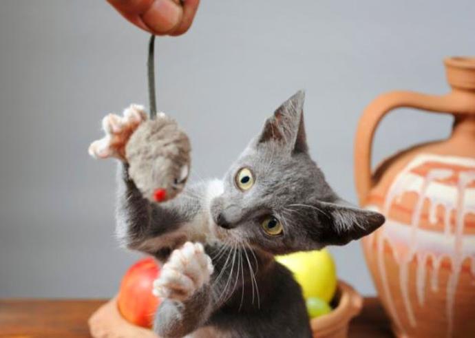 Kedi Sahiplerinin Bilmesi Gereken 5 Bilgi!