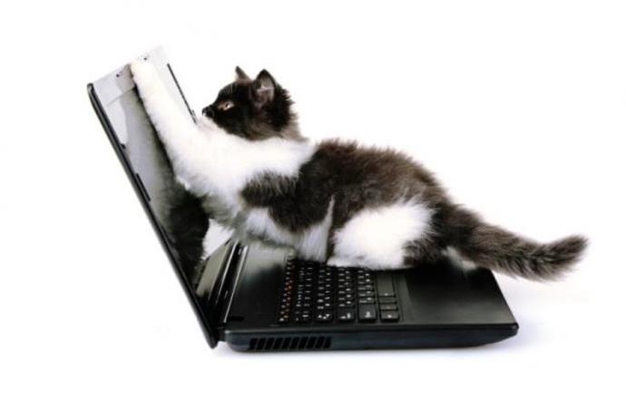 Kedi Sahiplerinin Bilmesi Gereken 5 Bilgi!