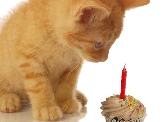 Kedi Sahiplerinin Bilmesi Gereken 5 Bilgi!