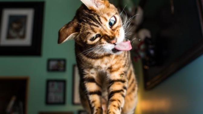 Kedi Sahiplerinin Bilmesi Gereken 5 Bilgi!