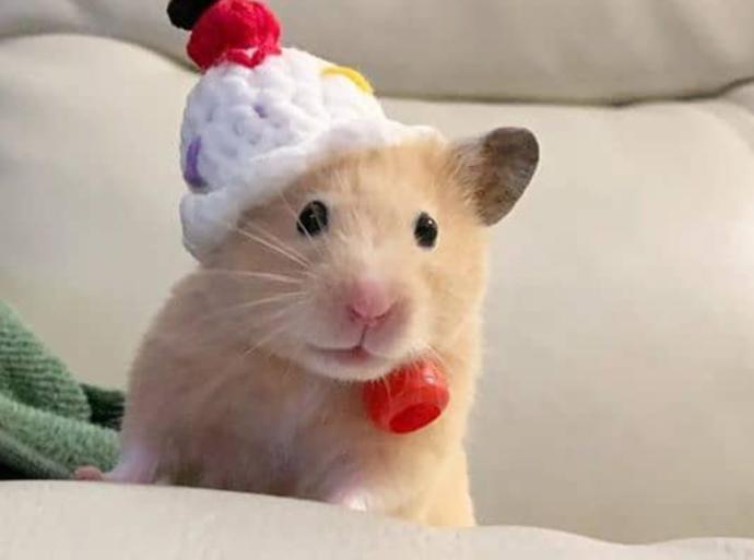 Birlikte Hayvanları Tanıyalım: Tatlı, Minik Hamsterlar!