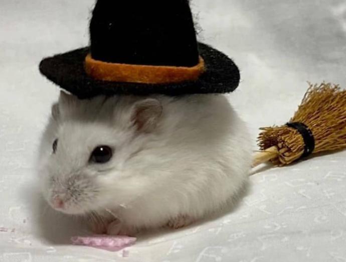 Birlikte Hayvanları Tanıyalım: Tatlı, Minik Hamsterlar!