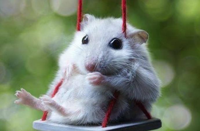Birlikte Hayvanları Tanıyalım: Tatlı, Minik Hamsterlar!