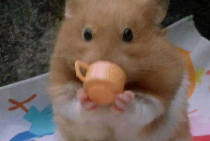 Birlikte Hayvanları Tanıyalım: Tatlı, Minik Hamsterlar!