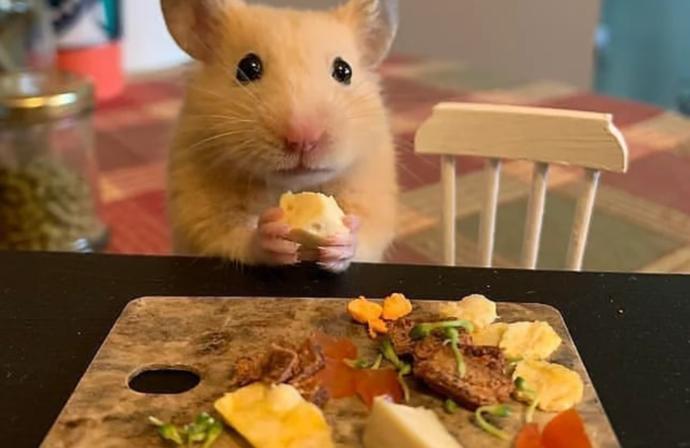 Birlikte Hayvanları Tanıyalım: Tatlı, Minik Hamsterlar!