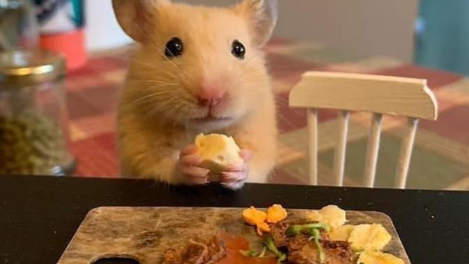 Birlikte Hayvanları Tanıyalım: Tatlı, Minik Hamsterlar!