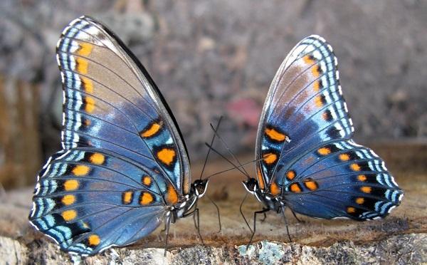 Bir Soru, Bir Cevap, Bir Fenomen : Aşkın En Güzel Hali İlişkinin Hangi Evresinde Yaşanıyor, Neden?