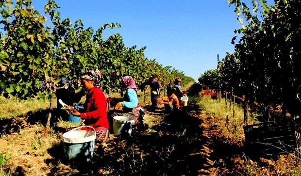 Hasat Zamanı: Seyahatin En Lezzetli Hali Bağ Bozumları