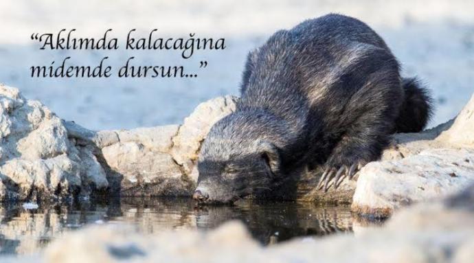 Hayvanlar Aleminin Süleyman Çakırını Tanıyalım!