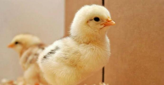 Hayvanları Tanıyalım: Tatlı, Sarı Civcivler!