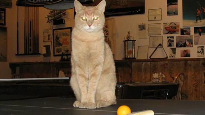 Amerikada Defalarca Belediye Başkanı Seçilen Kedi: Stubbs!