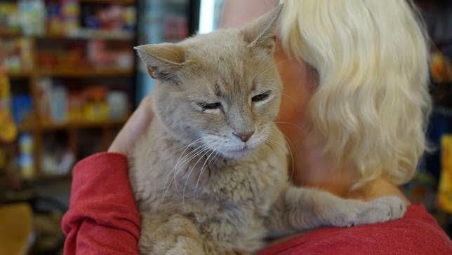 Amerikada Defalarca Belediye Başkanı Seçilen Kedi: Stubbs!