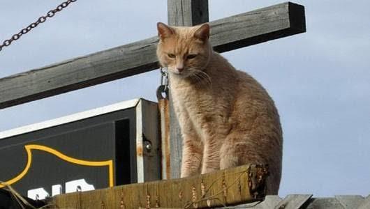 Amerikada Defalarca Belediye Başkanı Seçilen Kedi: Stubbs!