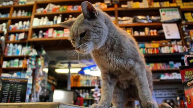 Amerika'da Defalarca Belediye Başkanı Seçilen Kedi: Stubbs!