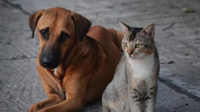 Hep Birlikte Sokak Hayvanlarına Sahip Çıkmaya Ne Dersin? Hadi O Zaman Helpimal Uygulaması İle Tanışalım!