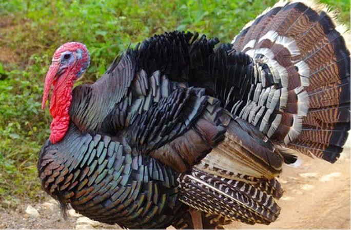 Yılbaşı Sofralarımızı Süsleyen Hindi Kültürü Nereden Geliyor?
