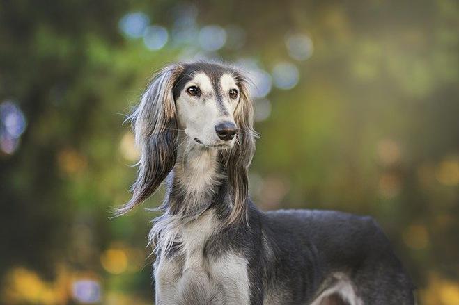 Köpekler Hakkında Bilmediğiniz İlginç Bilgiler!