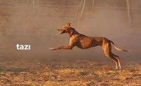 Köpekler Hakkında Bilmediğiniz İlginç Bilgiler!