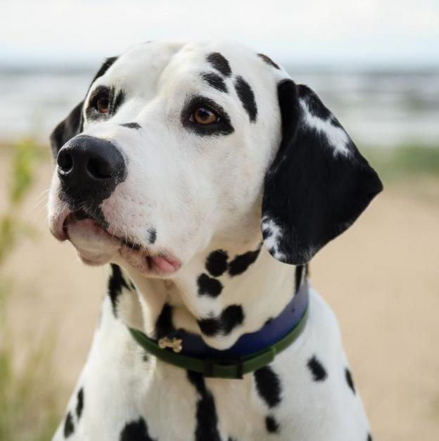 Köpekler Hakkında Bilmediğiniz İlginç Bilgiler!