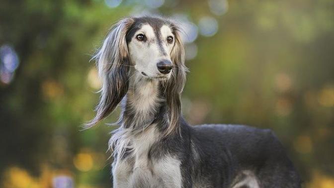 Köpekler Hakkında Bilmediğiniz İlginç Bilgiler!