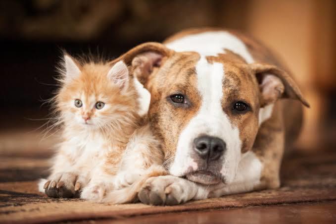 Evcil Kediler Ve Köpekler Hakkında Merak Ettiğiniz Sorulara Kısa Kısa Cevaplar!
