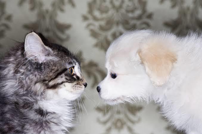 Evcil Kediler Ve Köpekler Hakkında Merak Ettiğiniz Sorulara Kısa Kısa Cevaplar!
