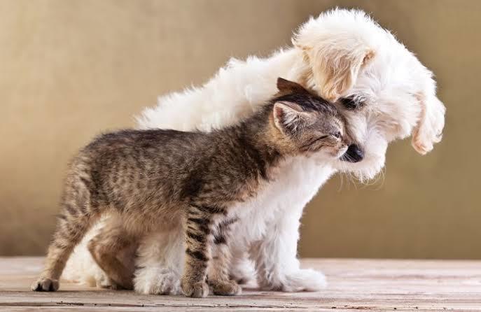 Evcil Kediler Ve Köpekler Hakkında Merak Ettiğiniz Sorulara Kısa Kısa Cevaplar!