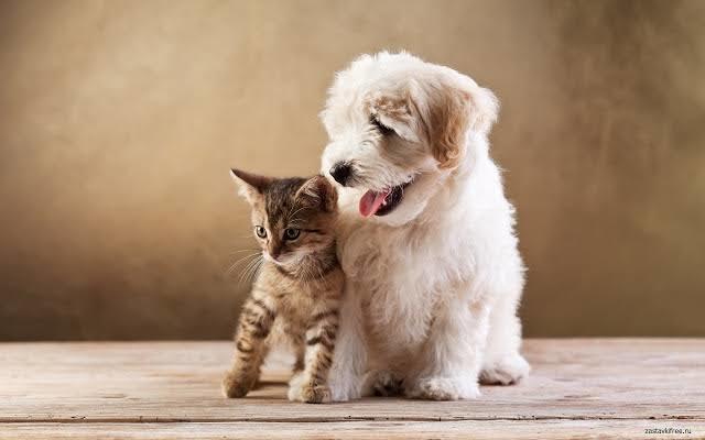 Evcil Kediler Ve Köpekler Hakkında Merak Ettiğiniz Sorulara Kısa Kısa Cevaplar!