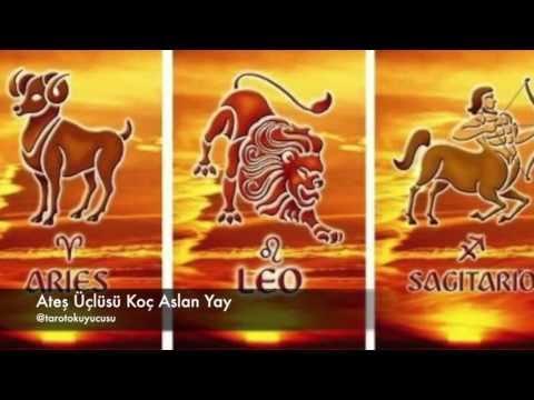 Koç aslan yay buçlarını tavlamak