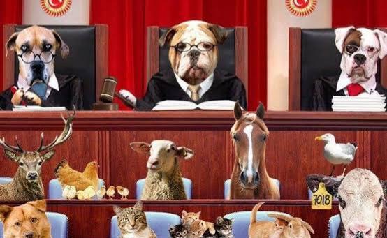 Mübaşir yolla canım sıradakini