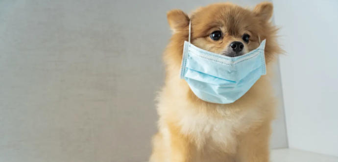 Köpekler İçin Kullanılan Aşılar ve Uygulamalar!