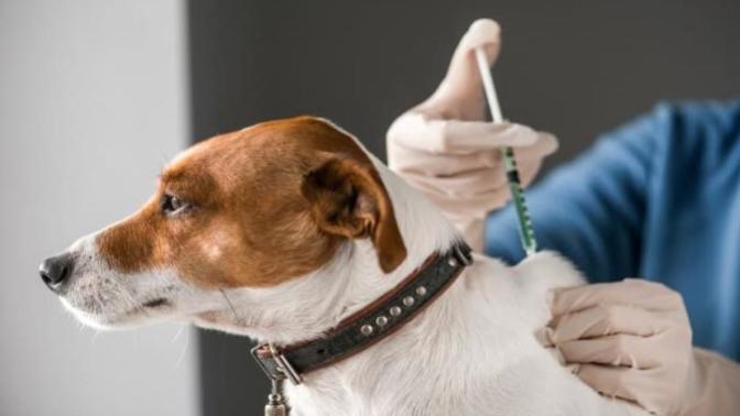 Köpekler İçin Kullanılan Aşılar ve Uygulamalar!