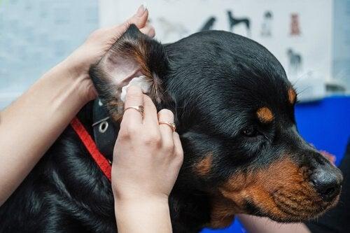 Köpek Bakımında Dikkat Edilmesi Gereken Hususlar!