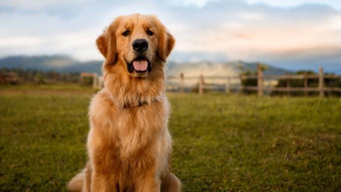 Köpek Bakımında Dikkat Edilmesi Gereken Hususlar!
