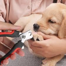 Köpek Bakımında Dikkat Edilmesi Gereken Hususlar!