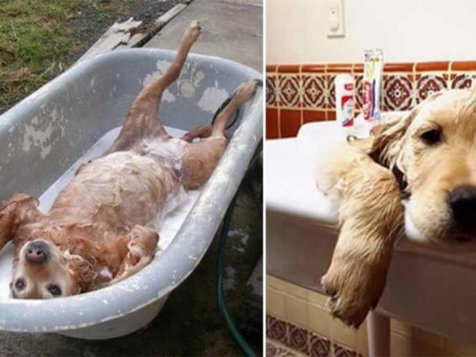 Köpek Bakımında Dikkat Edilmesi Gereken Hususlar!