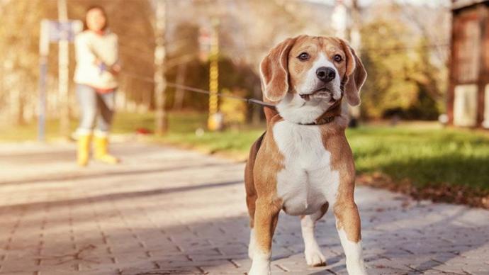 Köpek Bakımında Dikkat Edilmesi Gereken Hususlar!