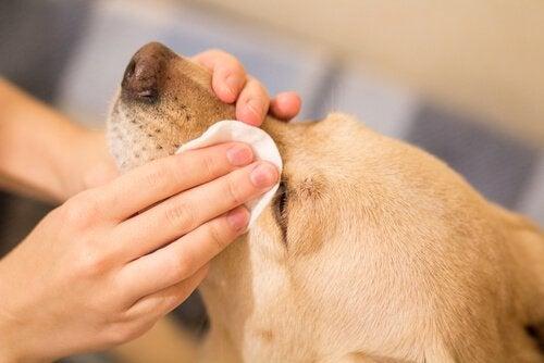 Köpek Bakımında Dikkat Edilmesi Gereken Hususlar!