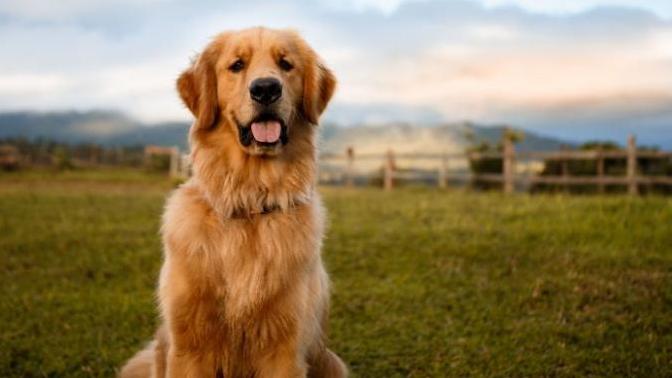 Köpek Bakımında Dikkat Edilmesi Gereken Hususlar!