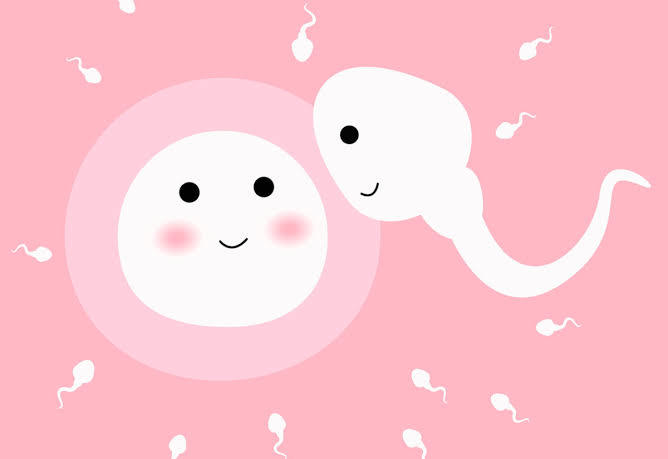 Sperm, yumurta ve birleşimleri hakkında bilgi