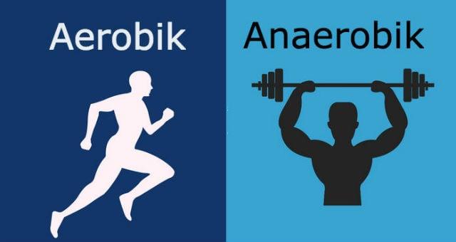 Kaslar, kimyasal enerjiyi mekanik enerjiye çevirirler.
