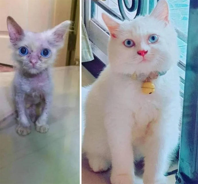Sevgi İyileştirir! Minik Kedilerin Birkaç Doz Sevgi ile Büyümeleri!