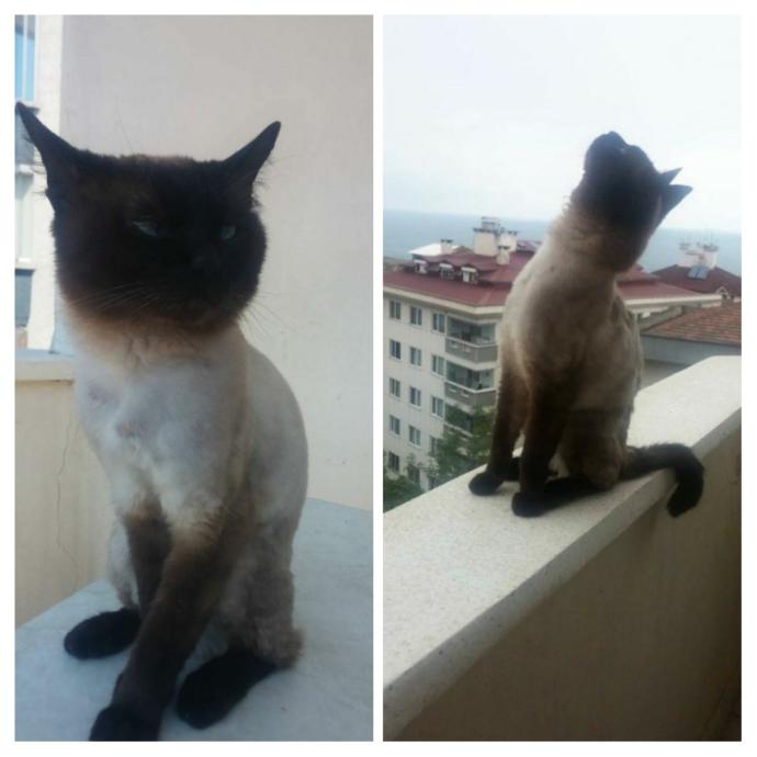 Sevgi İyileştirir! Minik Kedilerin Birkaç Doz Sevgi ile Büyümeleri!