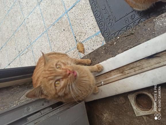Sevgi İyileştirir! Minik Kedilerin Birkaç Doz Sevgi ile Büyümeleri!