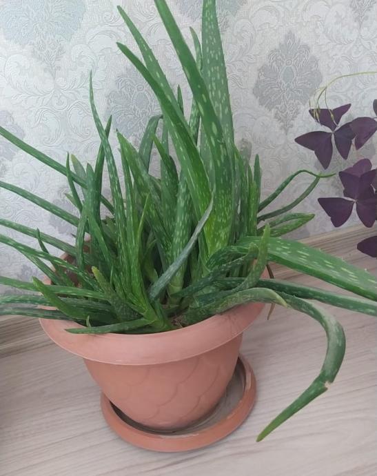 En dolgunundan 1 yaprak Aloe vera