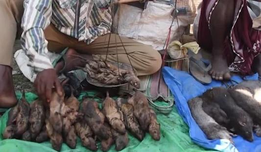 Uzak Doğu Mutfağının Vazgeçilmez Yemeklerinden Biri: Közlenmiş Sıçan